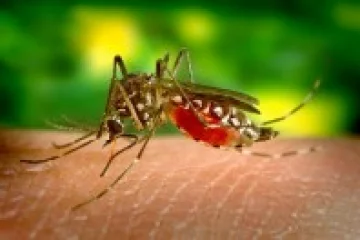 A Zika vírus Guillain-Barré szindrómát is okozhat?
