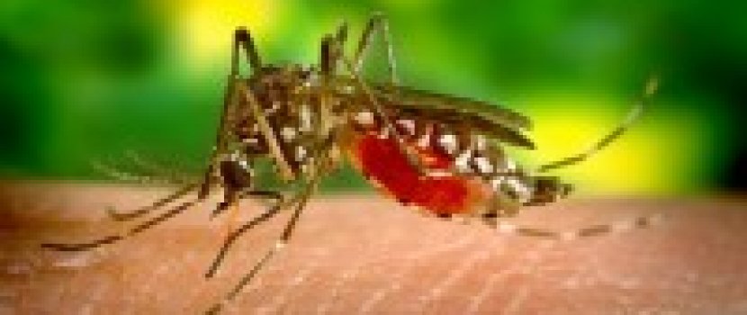 A Zika vírus Guillain-Barré szindrómát is okozhat?