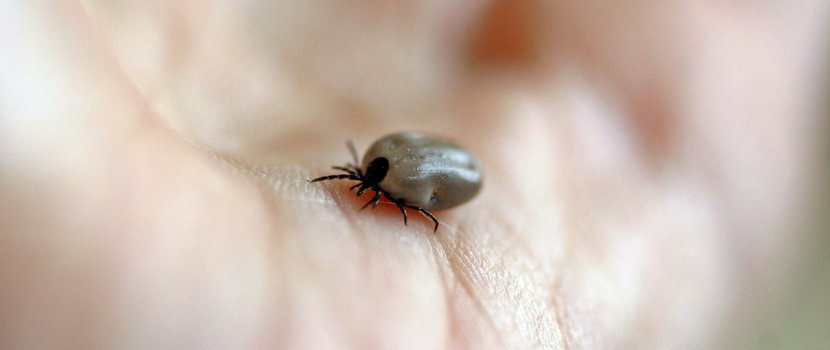 lyme kór ízületi fájdalom