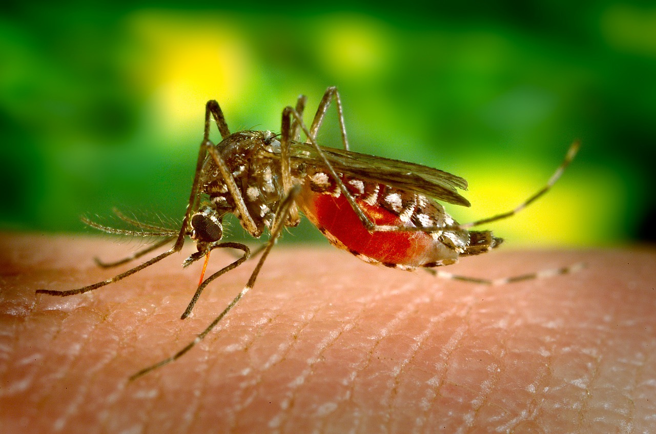 Zika-Guillain-Barré-autoimmun