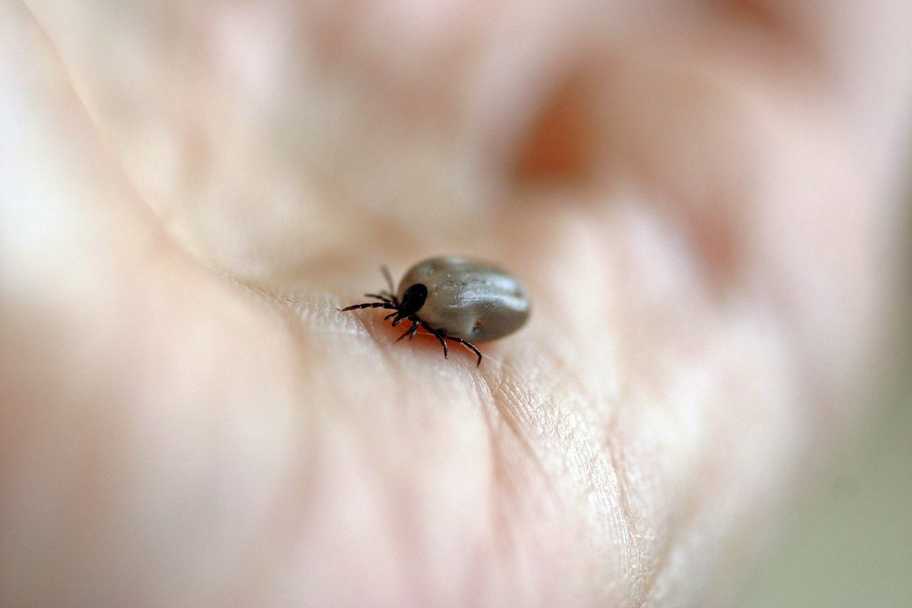 Lyme-kór eredetű ízületi gyulladás, vagy arthritisz?